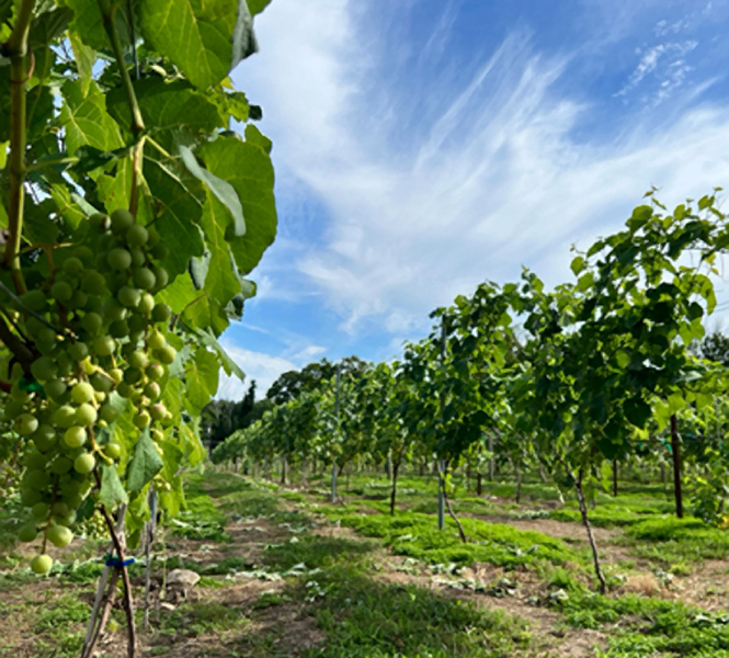 worthington_vineyard_02a