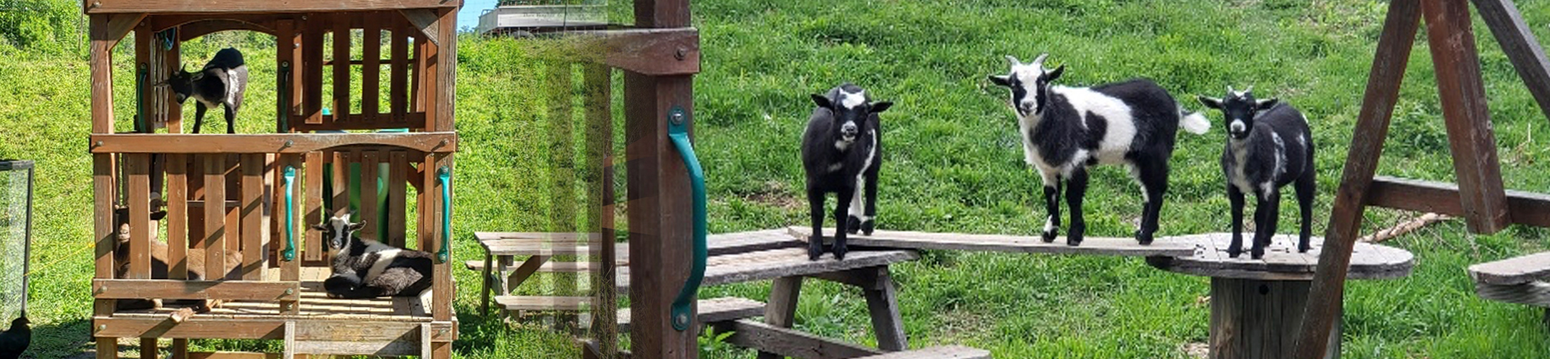worthington_visit_feed_goats