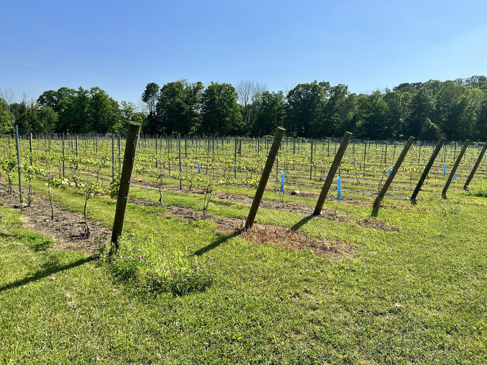 Worthington-Winery-CT-27-1