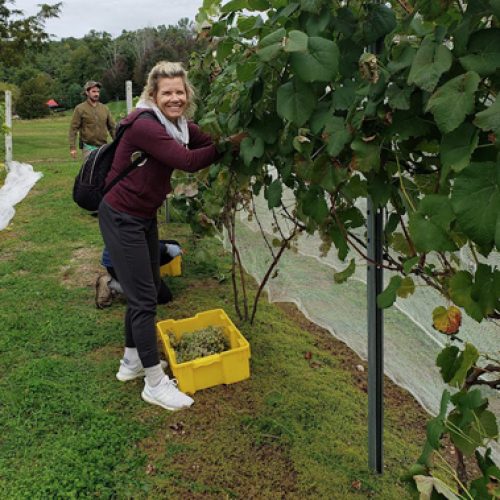 Our Vineyard Worthington Winery