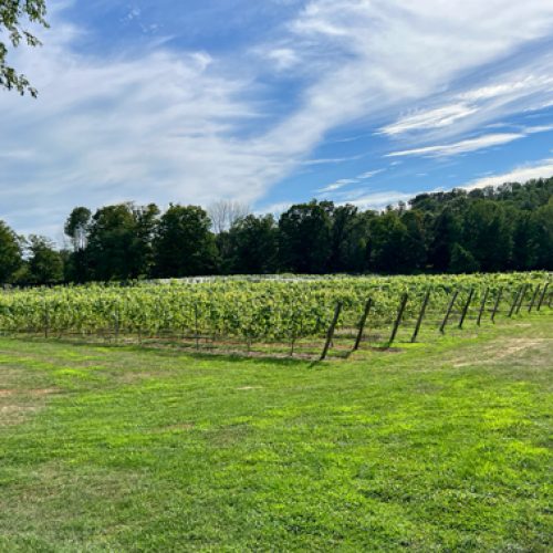 Our Vineyard Worthington Winery