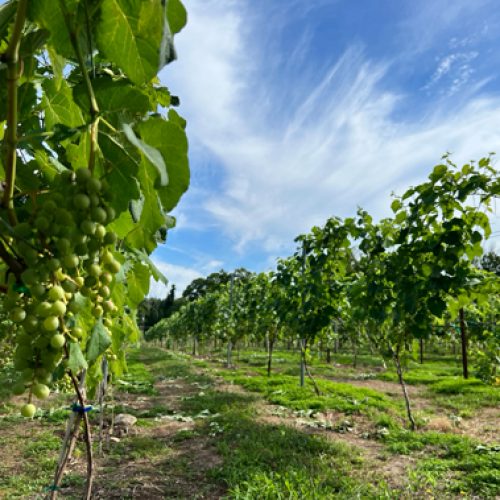 Our Vineyard Worthington Winery